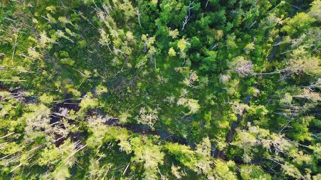 Aerial top down of Richmond Hill trees in forest sunny summer day in Bryan County Georgia
