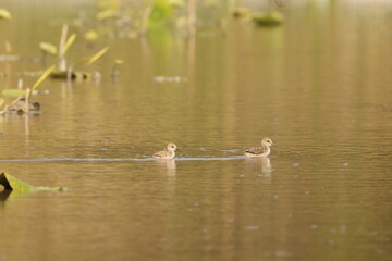 Black-winged stilt (Himantopus himantopus) is a widely distributed, very long-legged wader in the avocet and stilt family Recurvirostridae. This photo was taken in Japan.