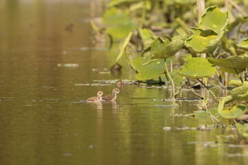 Black-winged stilt (Himantopus himantopus) is a widely distributed, very long-legged wader in the avocet and stilt family Recurvirostridae. This photo was taken in Japan.