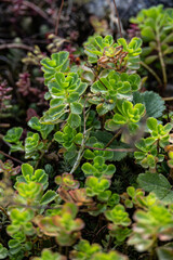 Close up of Rhodiola rosea succulent plants with fresh green leaves growing in wild mountain area