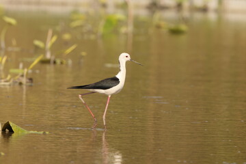 Black-winged stilt (Himantopus himantopus) is a widely distributed, very long-legged wader in the avocet and stilt family Recurvirostridae. This photo was taken in Japan.