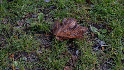Fallen brown leaf on green grass in autumn park