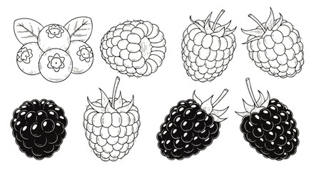 Collection of Fresh Berries Blueberries, Raspberries, and Blackberries in a Hand-Drawn Style