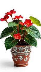 Fototapeta premium Begonia rex cultorum plant in an antique pot, isolated on white, macro detail, patterned leaf, pattern