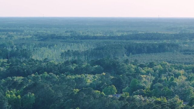 Aerial landscape of Richmond Hill trees in forest sunny summer day in Bryan County Georgia