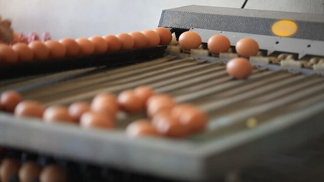 Industrial egg farm processing and packaging system with conveyor belt. Fresh eggs being sorted, cleaned, and packed into cartons in a modern agricultural factory. Concept of food production.