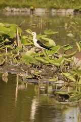 Black-winged stilt (Himantopus himantopus) is a widely distributed, very long-legged wader in the avocet and stilt family Recurvirostridae. This photo was taken in Japan.