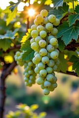 Fototapeta premium Lush green grapes hang heavy on a vine, bathed in a soft, warm, golden light, close-up, sweet