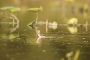 Black-winged stilt (Himantopus himantopus) is a widely distributed, very long-legged wader in the avocet and stilt family Recurvirostridae. This photo was taken in Japan.