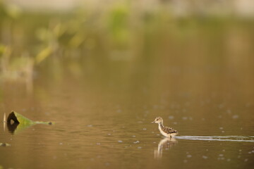 Black-winged stilt (Himantopus himantopus) is a widely distributed, very long-legged wader in the avocet and stilt family Recurvirostridae. This photo was taken in Japan.