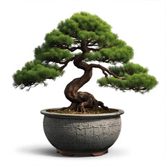 Artistic bonsai tree with twisted trunk and lush green foliage in a textured pot