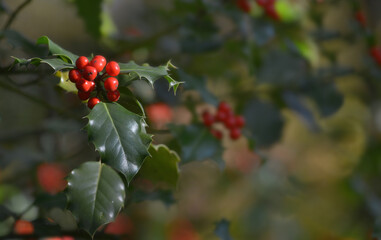 Obraz premium Europäische Stechpalme (Ilex aquifolium), 