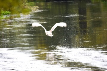 Juvenile mute swan taking off from water with splashes