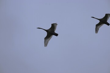 Two birds flying in V-formation against evening sky