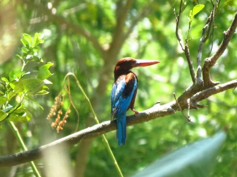 Beautiful bird White-throated Kingfisher (Halcyon smyrnensis) perched on a tree branch, showing bright blue wings, chestnut head, and red beak under natural sunlight.