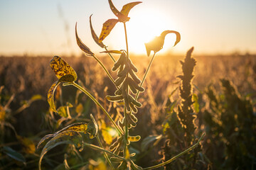 Close up of sunset scenery in soybean fields during the harvest season