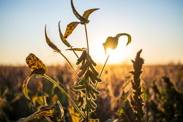 Close up of sunset scenery in soybean fields during the harvest season