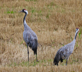 grey crowned crane