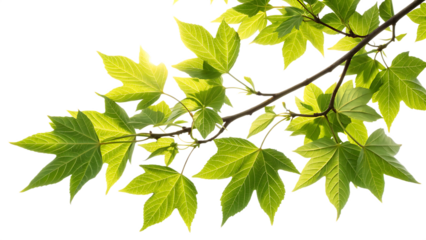 Verdant Veins lush branch dancing in sunlight cut out on PNG. AI GENERATED.