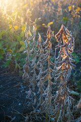 Close up of sunset scenery in soybean fields during the harvest season