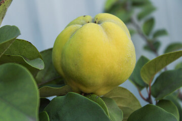 Yellow-green quince fruit with distinctive lobed shape hanging among green foliage. Ripening pome fruit on tree branch with blurred background.