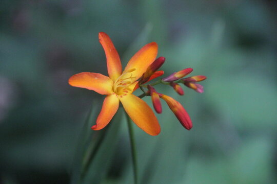 Crocosmia paniculata en gros plan - Vue de face