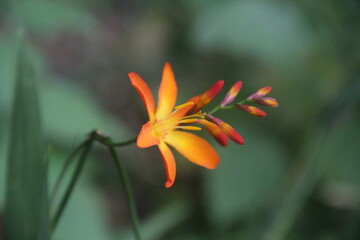 Obraz premium Crocosmia paniculata en gros plan - Vue de profil
