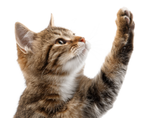 Delightful Tabby Kitten Stretching Paw Upward Captivating Furry Friend Expressive Eyes Adorable Companion Charming Domestic Animal Playful Feline Isolated Portrait Cute Kitten