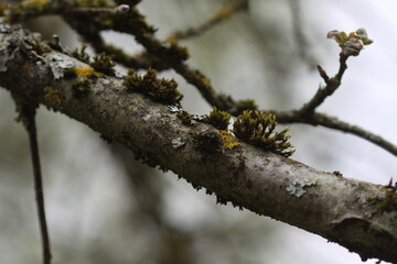 Lichen on tree branch in a wild european forest.