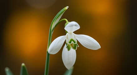 Obraz premium Close up of a delicate white snowdrop flower against blurred warm background
