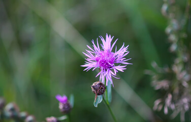 Arctium tomentosum or woolly burdock plant with purple prickly flowers. Plant