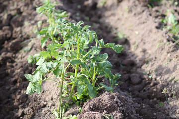 Potatoes growing in a ploughed field. Ecological farm vegetables.