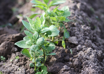 Potatoes growing in a ploughed field. Ecological farm vegetables.