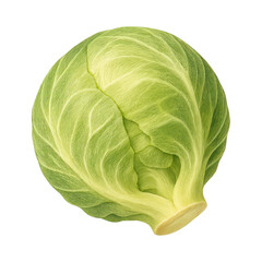 Fototapeta premium PNG Fresh green cabbage illustration.