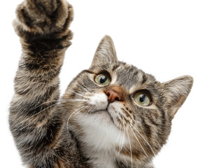 Fototapeta premium Adorable Brown Tabby Cat with Playful Paws Reaching Upward Portrait Close Up Feline Friend Curiosity Charming Kitten Domestic Pet Animal Affectionate Companion Grey Background