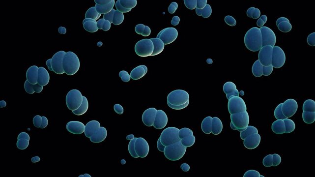 Meningococcus On Alpha