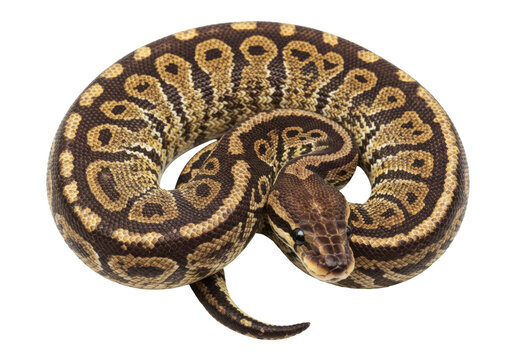 Isolated colorful ball python snake reptile, with scales, coiling, head close, no background