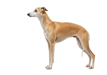 Isolated fawn Whippet dog stands in studio showing lean muscular build and elegant posture © Fernando