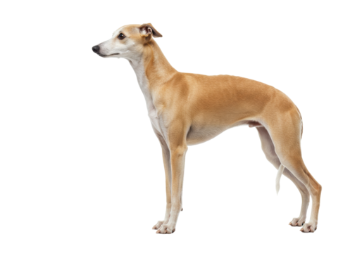 Isolated fawn Whippet dog stands in studio showing lean muscular build and elegant posture