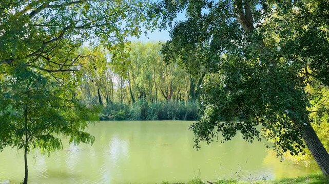 Natural Landscape of River Ter and Forest in Girona, Spain