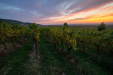 Fototapeta premium Herbstliche Weinberge an der Weinstraße im Sonnenaufgang mit Blick auf die Rheinebene