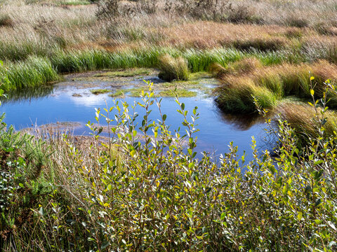 Pond in Drumburgh Moss Nature Reserve, Cumbria, England