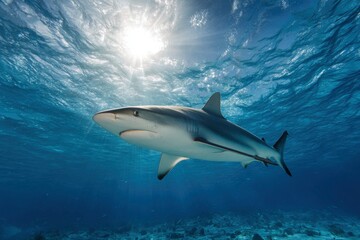 Obraz premium Majestic Shark Swimming Under Crystal Clear Ocean Waters