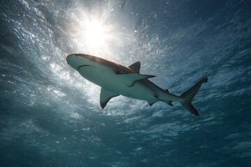 Obraz premium Shark Swimming Beneath Clear Water with Sunlight Reflections Above