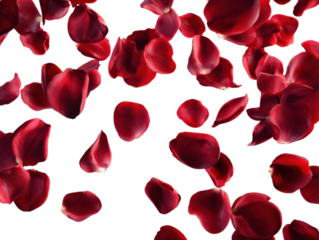 Dynamic Falling Red Rose Petals on Transparent Scene A Stunning Display for Digital Artwork and Elegant Design Projects Fresh Spring Aesthetic