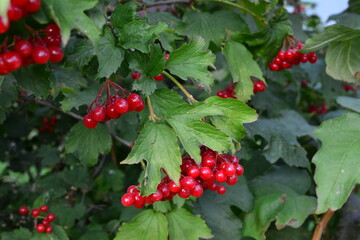 Vibrant Red Berries and Green Leaves on a Bush viburnum tree wallpaper