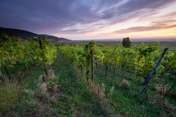 Herbstliche Weinberge in der Pfalz bei Sonnenaufgang mit Blick über die Rheinebene von St. Martin und Weyher und Edenkoben