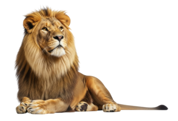 Majestic lion sitting transparent background cutout png