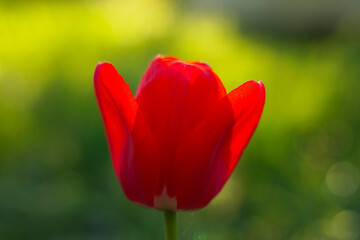 Fototapeta premium Close-Up Red Tulip Bloom in Sunlit Garden with Vibrant Green Background