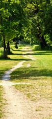 Sunlit forest or park path leading into the distance, lined with green trees